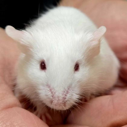 Pipsqueak - Name Your Own Adoption Fee!