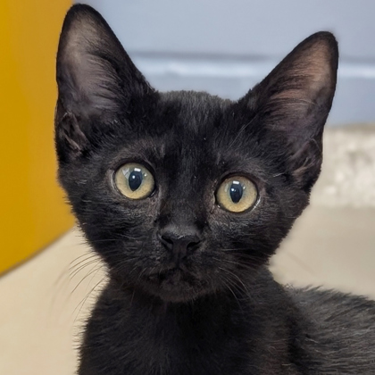 Frankie