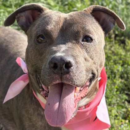 Kimmie - Name Your Own Adoption Fee!