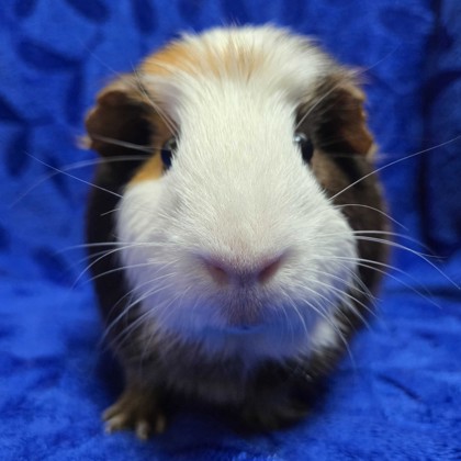 Dilly - Name Your Own Adoption Fee!