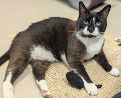 Mr. Whiskers photo 3