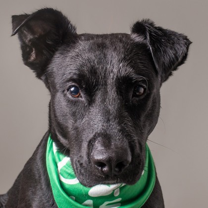 Xolo photo 1