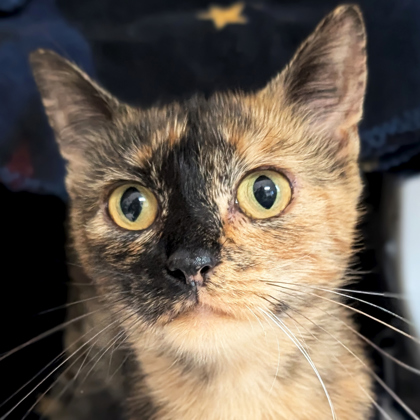 Chili