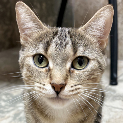 Matilda - Reduced Fee!