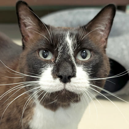 Mr. Whiskers