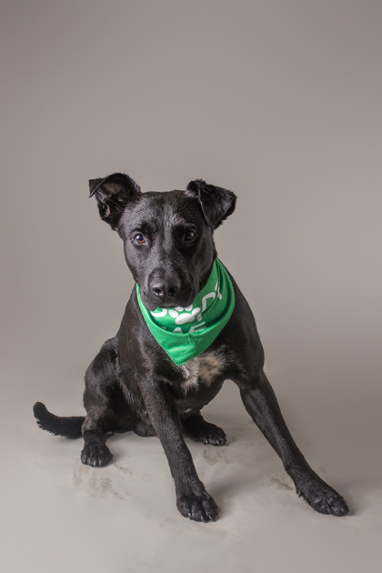 Xolo photo 2