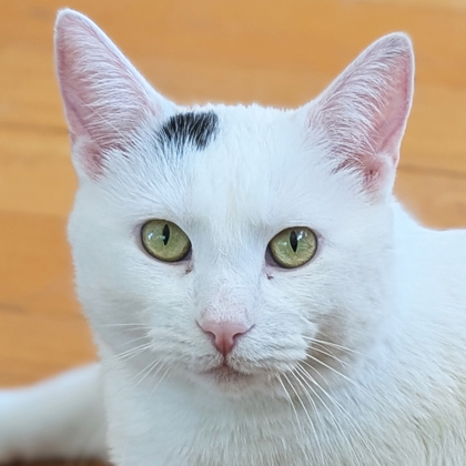 Elmer - Name Your Own Adoption Fee!