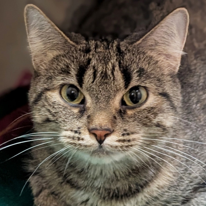 Lavender - Reduced Fee!