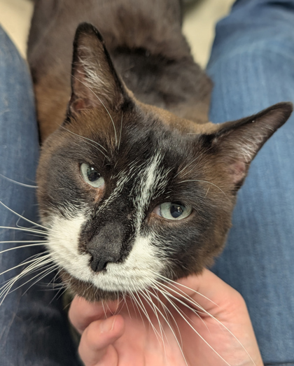Mr. Whiskers photo 2