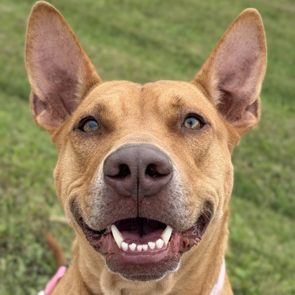 Tropicana - Name Your Own Adoption Fee!