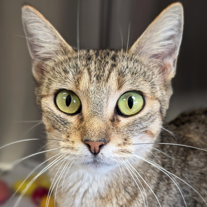 Marge - Adoption Fee Paid!