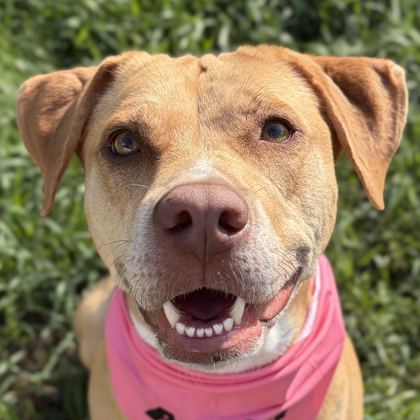Capri Sun - Name Your Own Adoption Fee!
