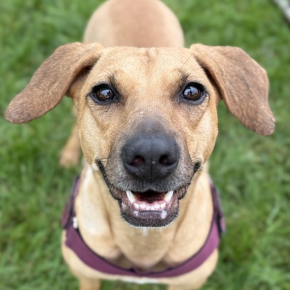 Ave - Name Your Own Adoption Fee!