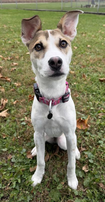 Rosie photo 2