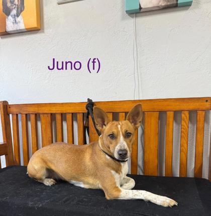 Juno photo