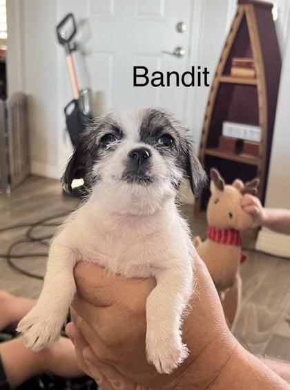 Bandit photo