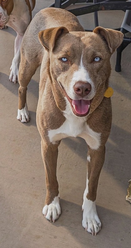 Nala photo