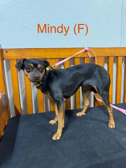 Mindy photo
