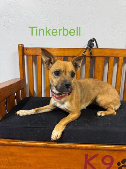 Tinkerbell photo