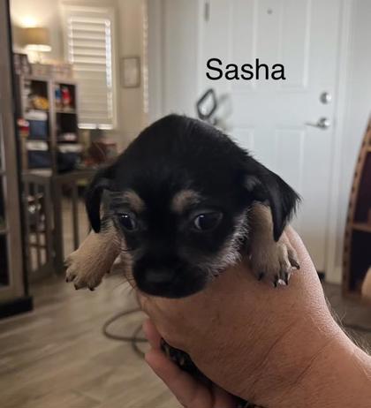 Sasha photo