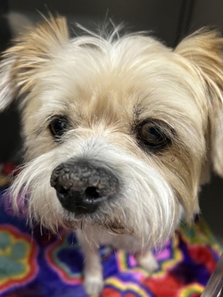 Shaggy photo
