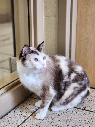 Featured Adoptable Pet Catiline