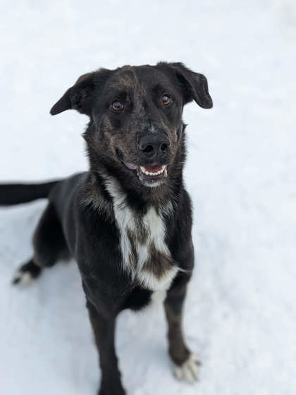 Featured Adoptable Pet Gideon