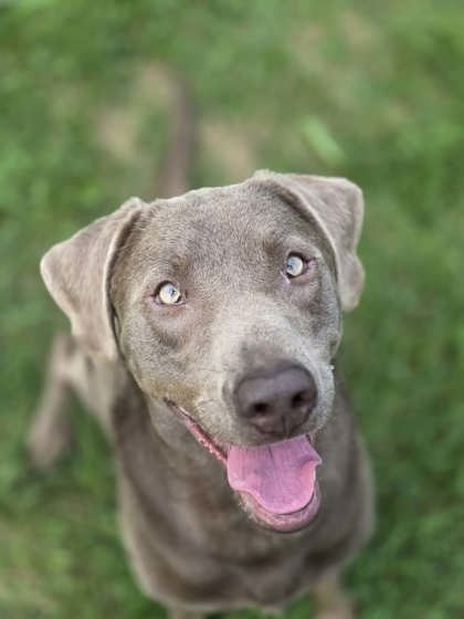 Featured Adoptable Pet Kallie Jo