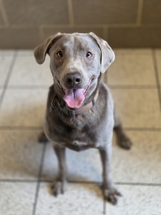 Featured Adoptable Pet Kallie Jo