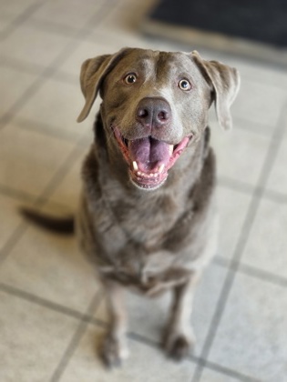 Featured Adoptable Pet Wrigley