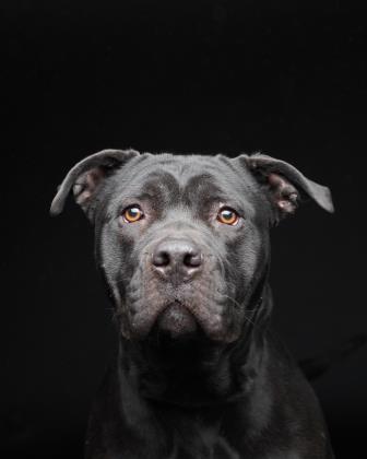 Featured Adoptable Pet Chloe