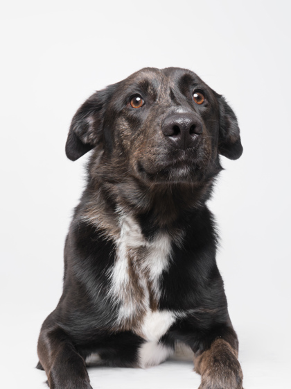 Featured Adoptable Pet Gideon