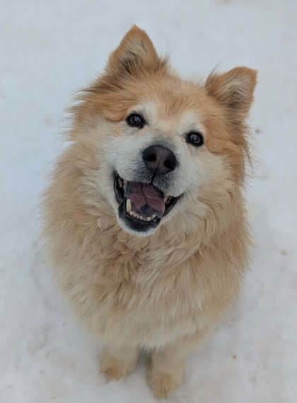 Featured Adoptable Pet Emmie