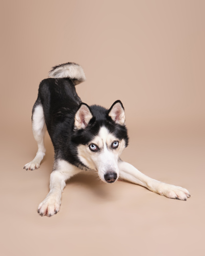 Featured Adoptable Pet Nanuk