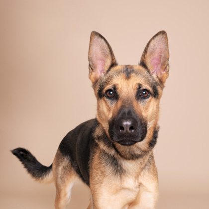 Featured Adoptable Pet Willa