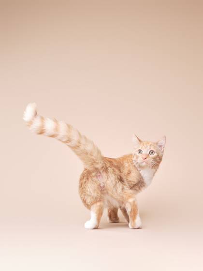 Featured Adoptable Pet Foster