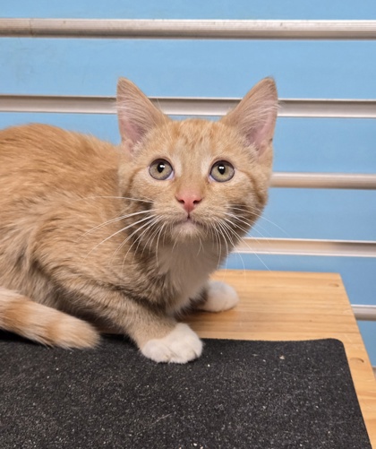 Featured Adoptable Pet Foster