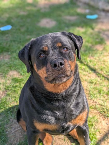 Featured Adoptable Pet Hex