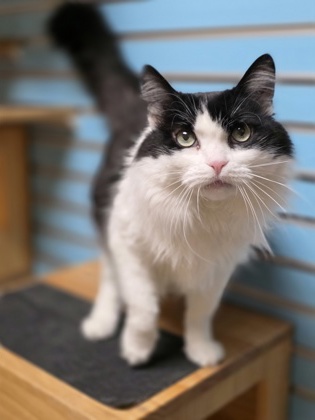 Featured Adoptable Pet Sonoma