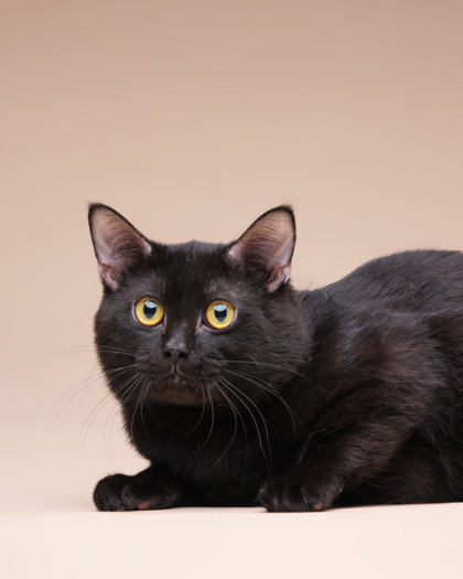 Featured Adoptable Pet Subway