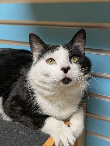 Featured Adoptable Pet Aurick