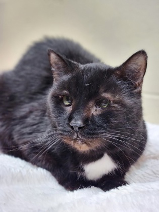 Featured Adoptable Pet Bernard