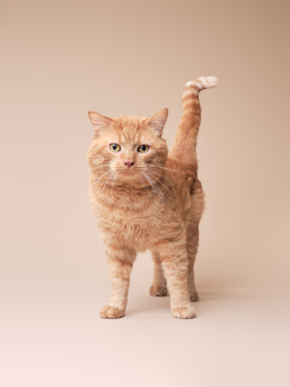 Featured Adoptable Pet Three Dog Night