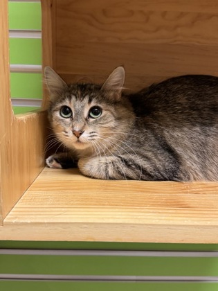 Featured Adoptable Pet Nutella