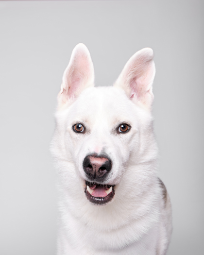 Featured Adoptable Pet Mumford