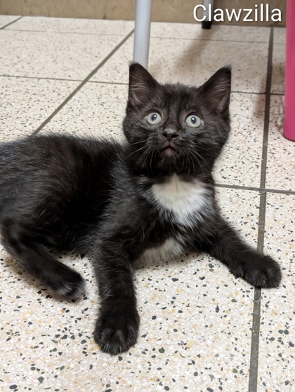 Featured Adoptable Pet Clawzilla