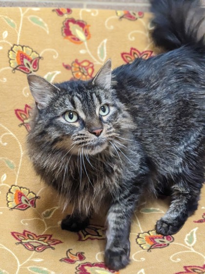 Featured Adoptable Pet Berry Winterspice