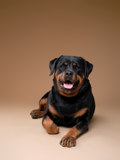 Featured Adoptable Pet Hex