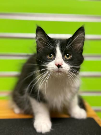 Featured Adoptable Pet Quarter