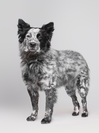 Featured Adoptable Pet Ruby